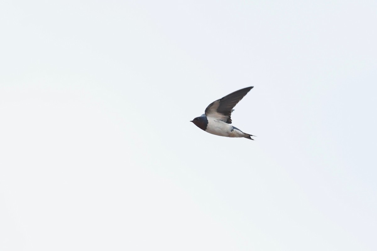 Barn Swallow - ML613672089