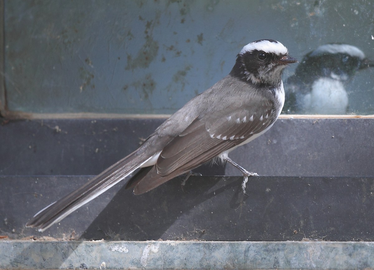 White-browed Fantail - ML613672478