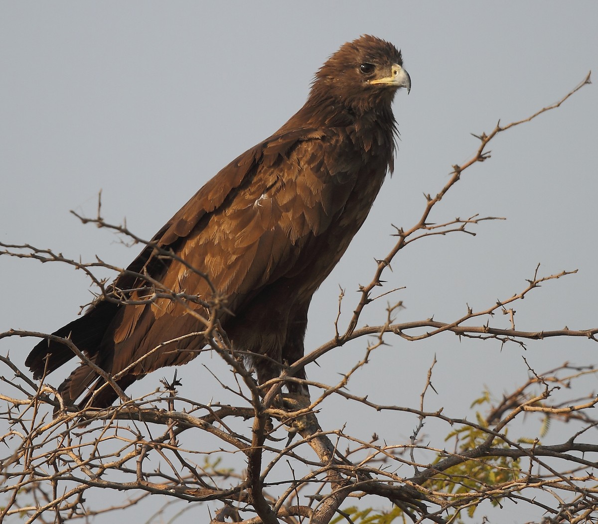Indian/Greater Spotted Eagle - ML613672481