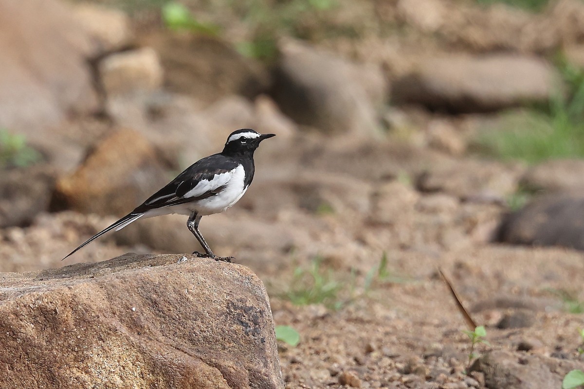 White-browed Wagtail - ML613672552