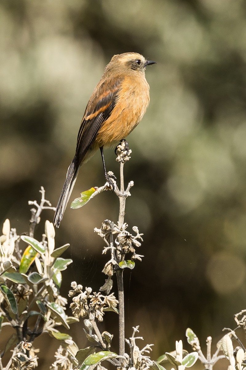 Brown-backed Chat-Tyrant - ML613672575