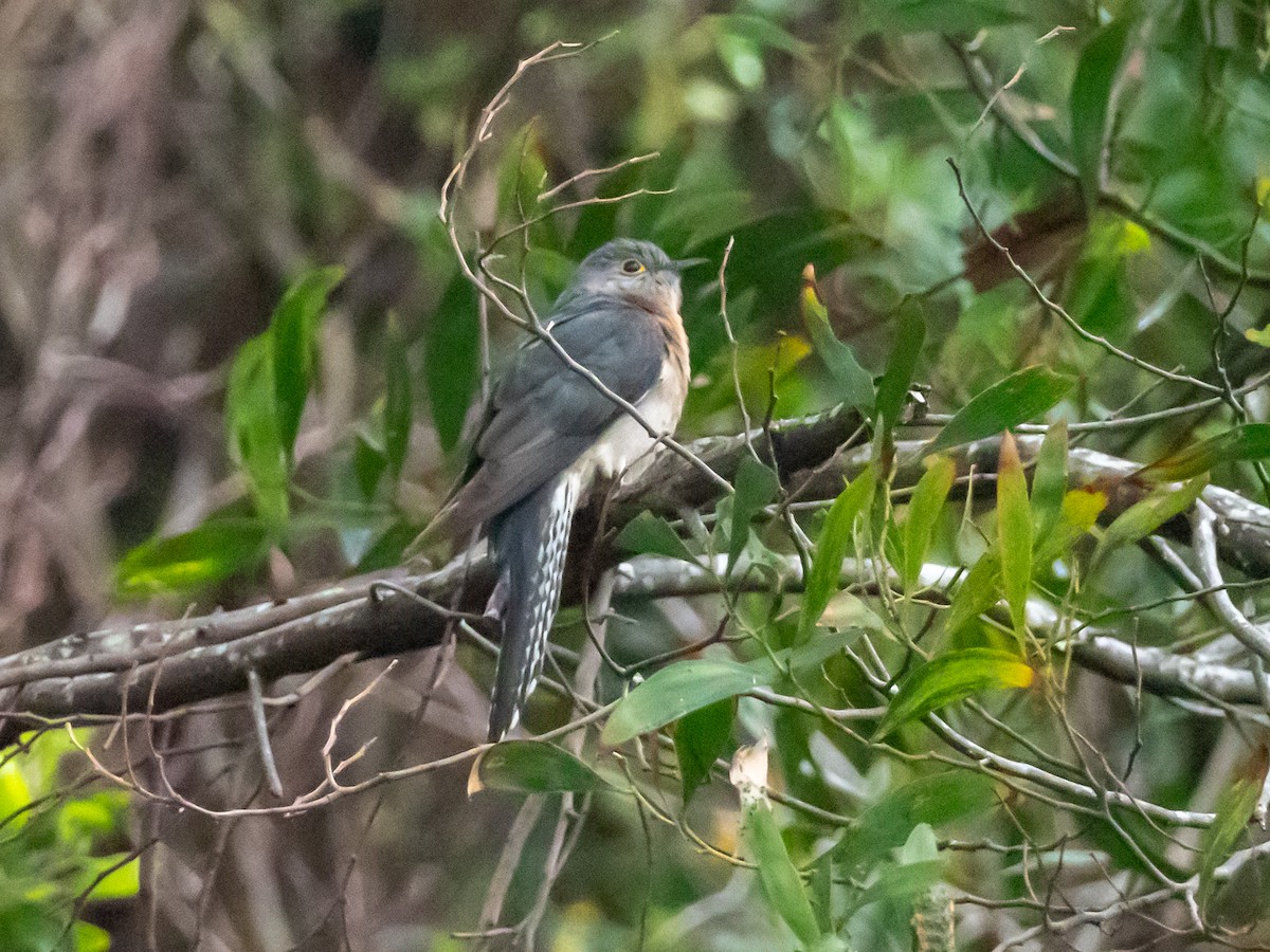 Fan-tailed Cuckoo - ML613672592