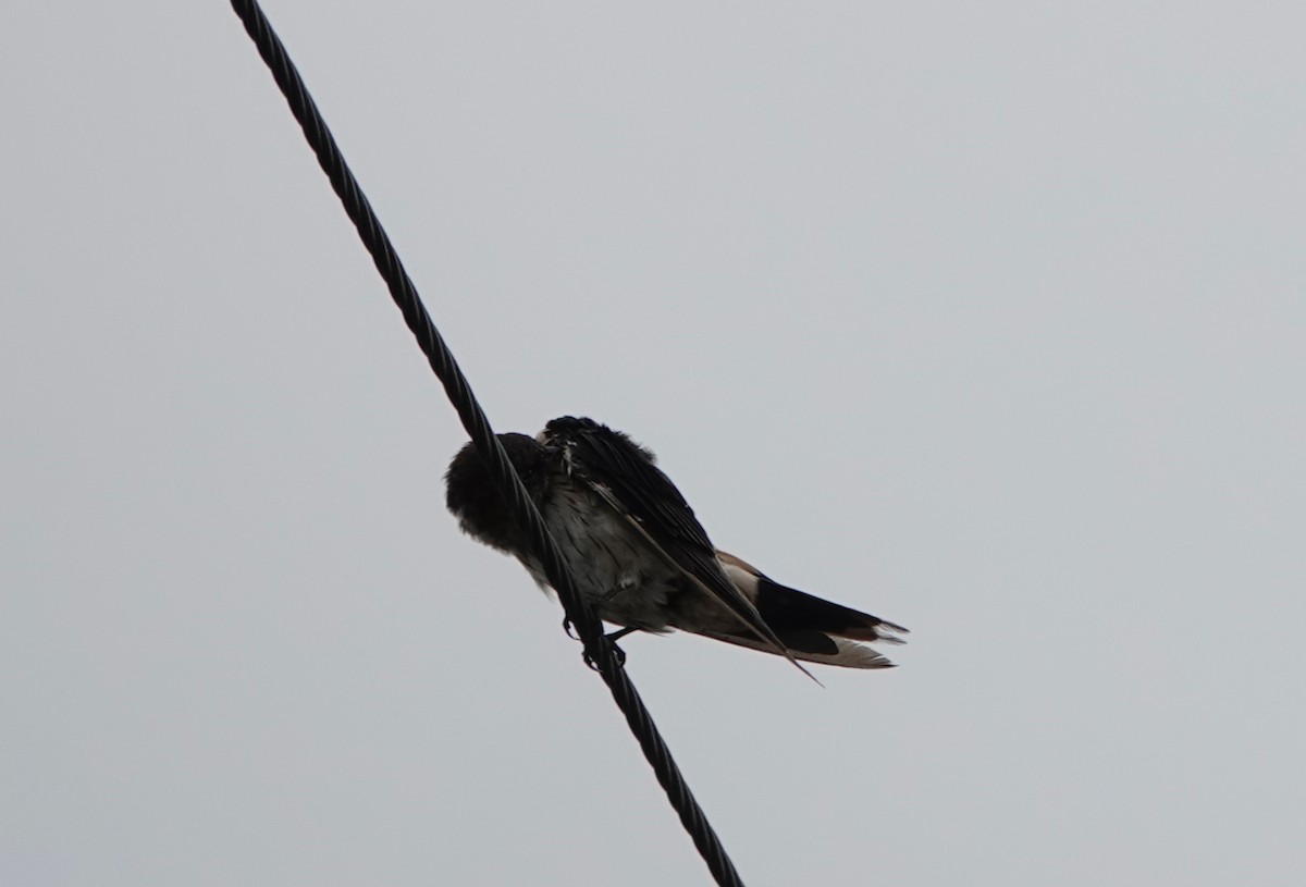 Red-rumped Swallow - ML613672651