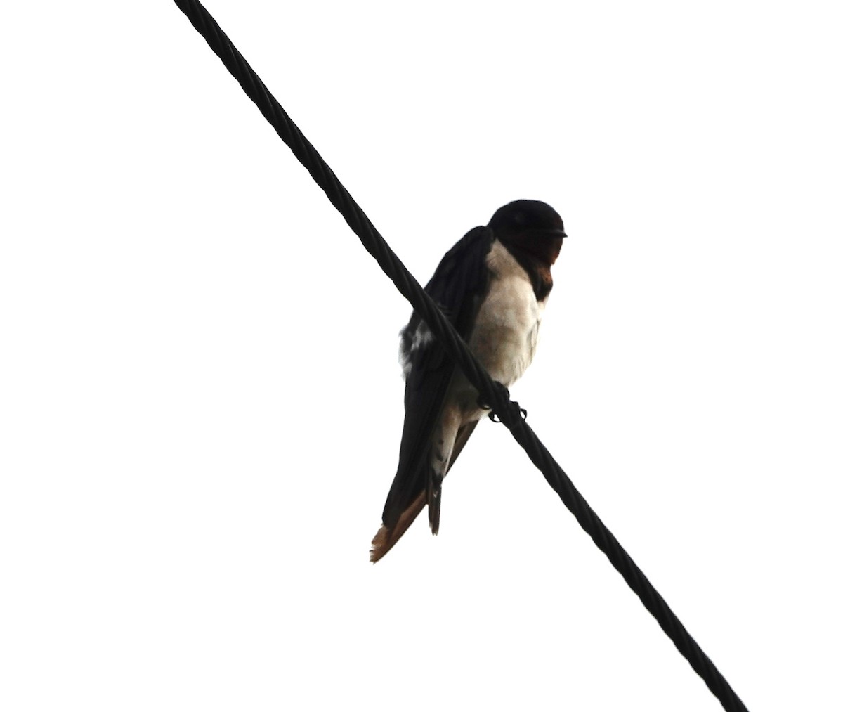 Barn Swallow - Kath Shurcliff