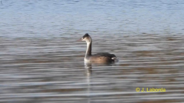 Great Crested Grebe - ML613672811