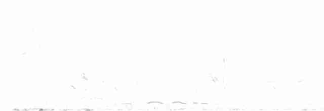 Yellow-eyed Babbler - ML613672914