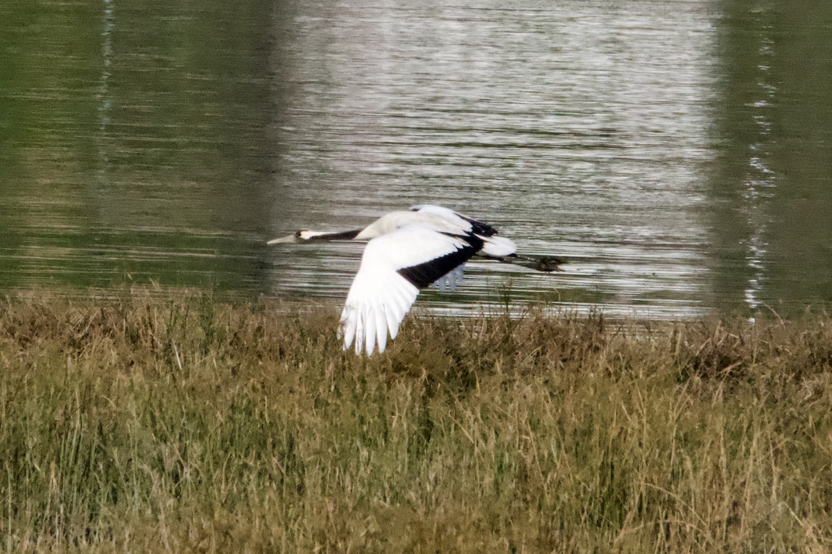 Red-crowned Crane - ML613673058