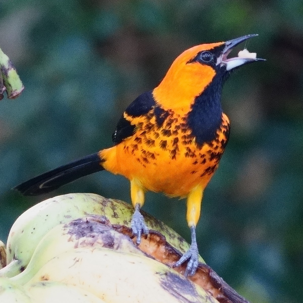 Spot-breasted Oriole - ML613673439