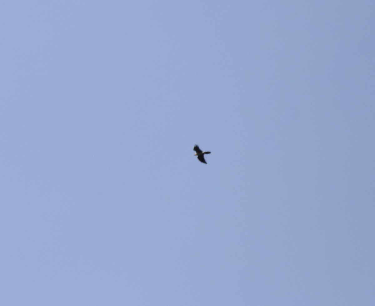 Bearded Vulture - ML613673608