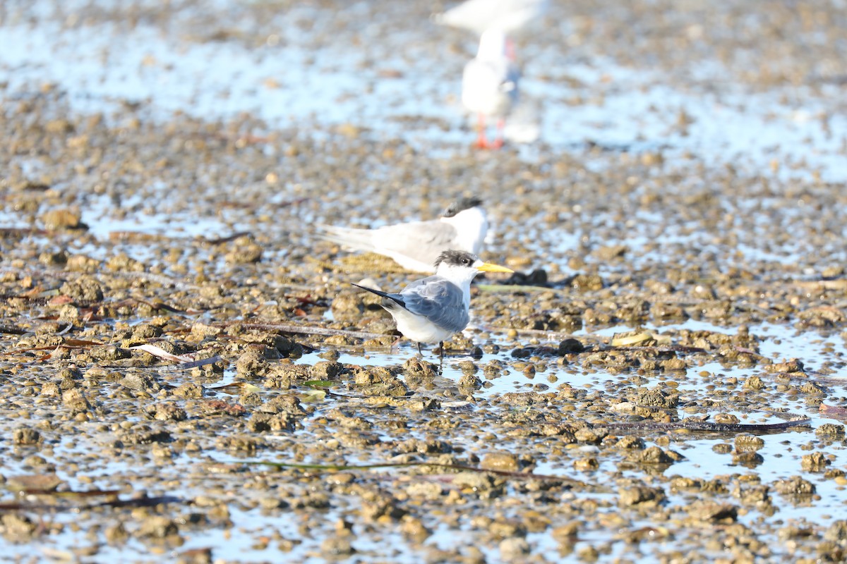 Great Crested Tern - ML613673645