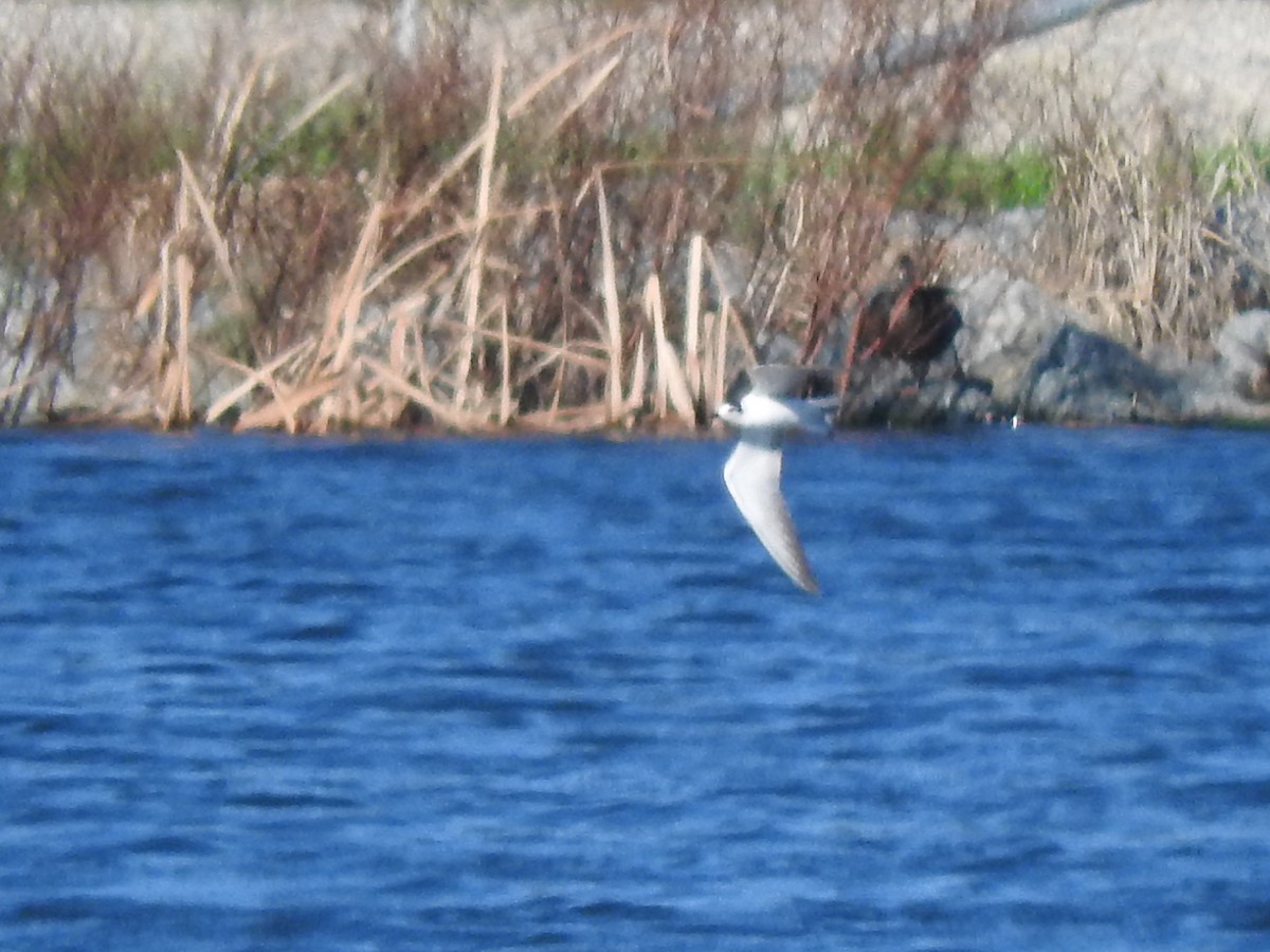 White-winged Tern - ML613673821