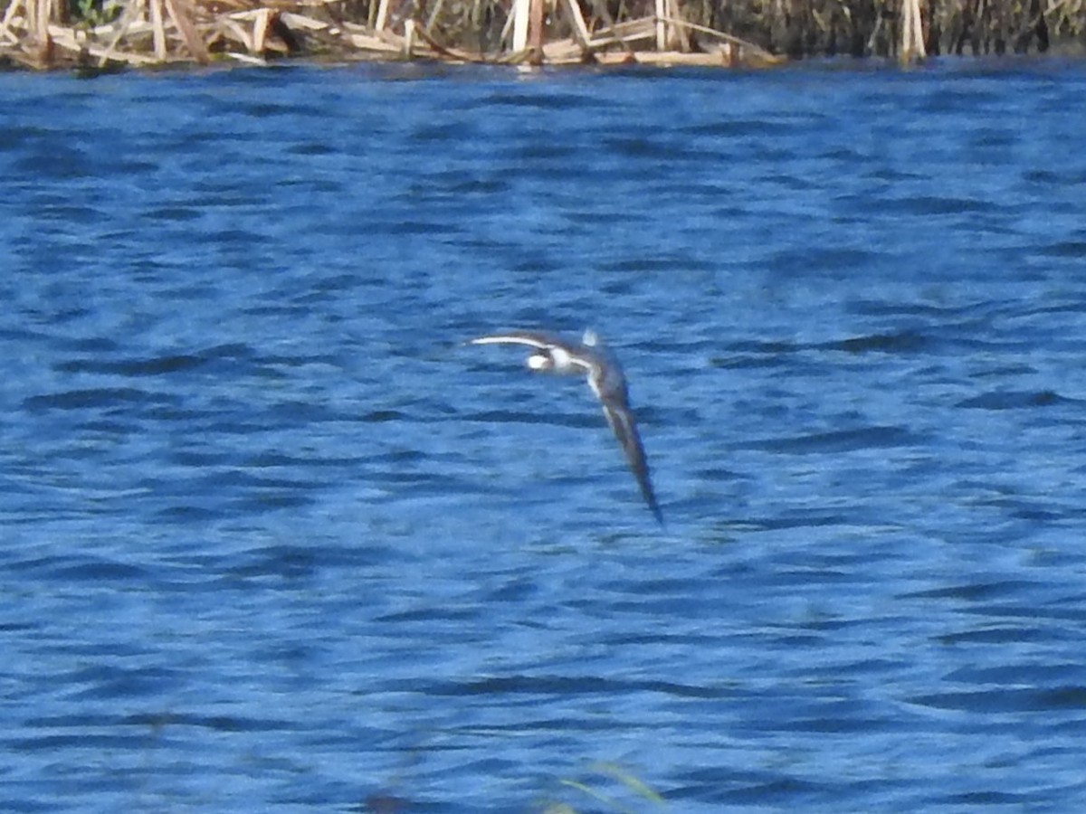 White-winged Tern - Archer Callaway