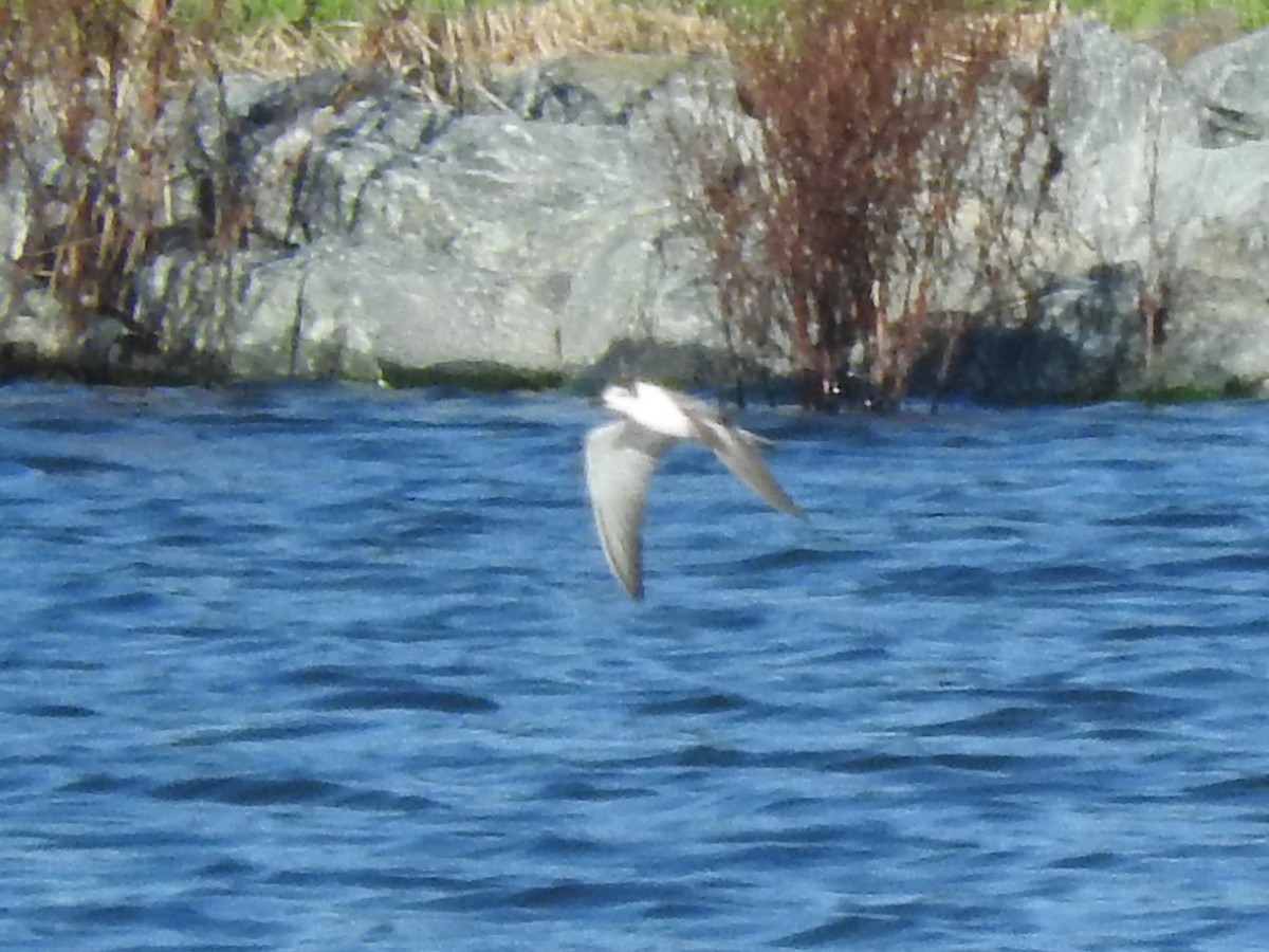 White-winged Tern - ML613673827