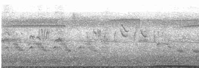 Austral-Schlangenhalsvogel - ML613674347