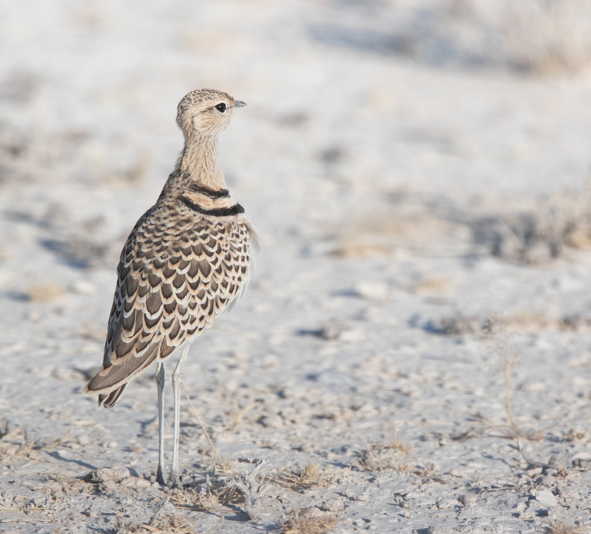 Double-banded Courser - ML613674350