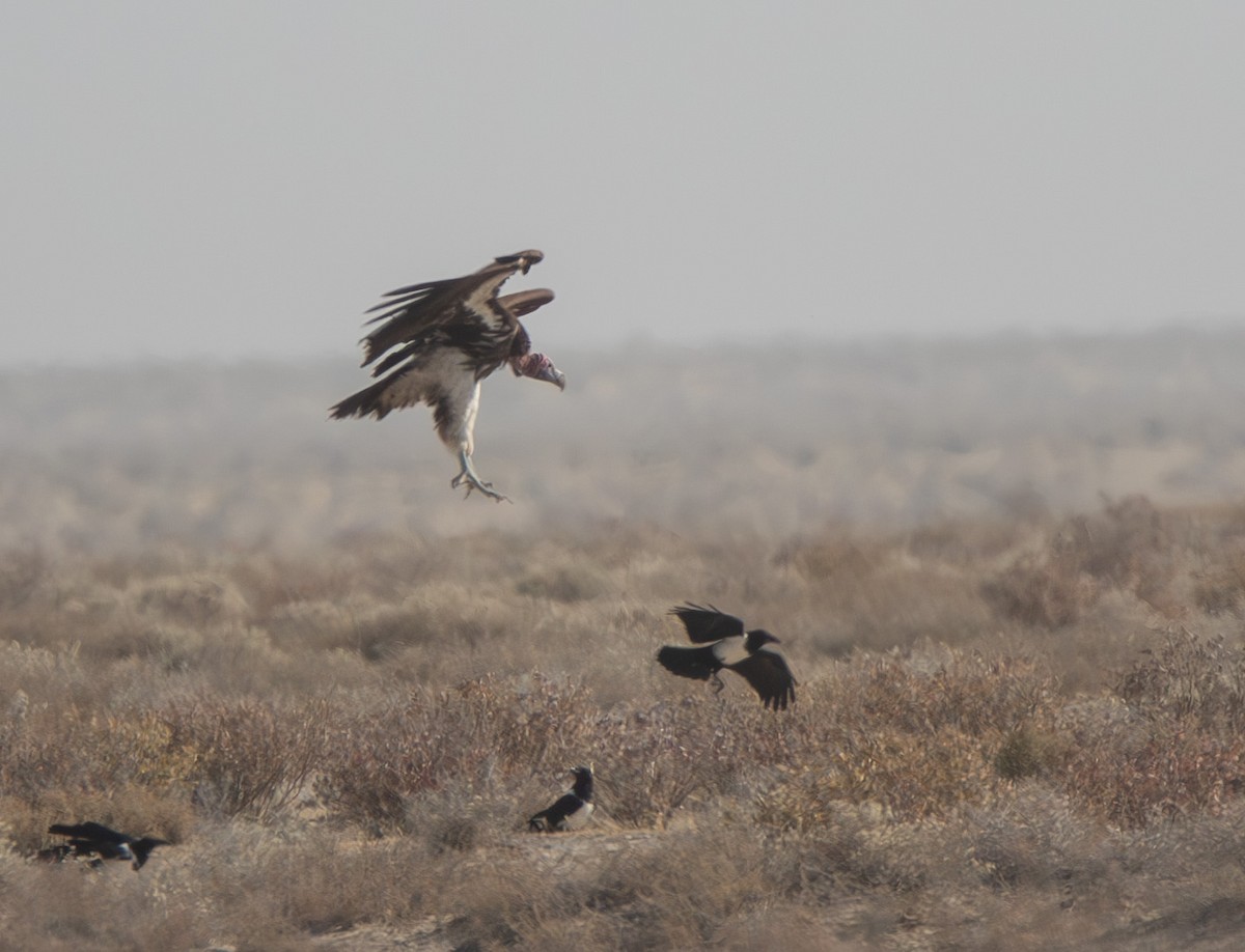 Lappet-faced Vulture - ML613674357
