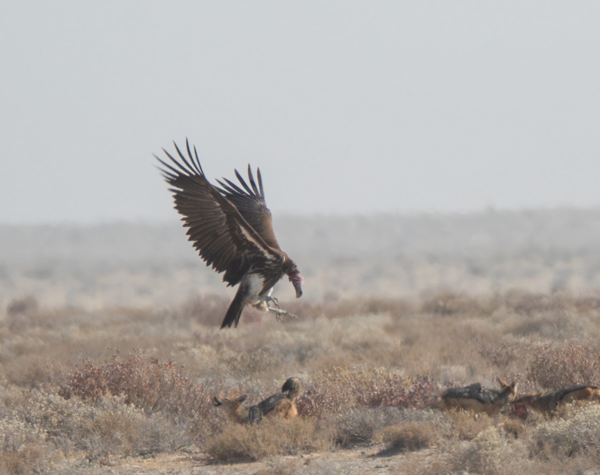 Lappet-faced Vulture - ML613674359