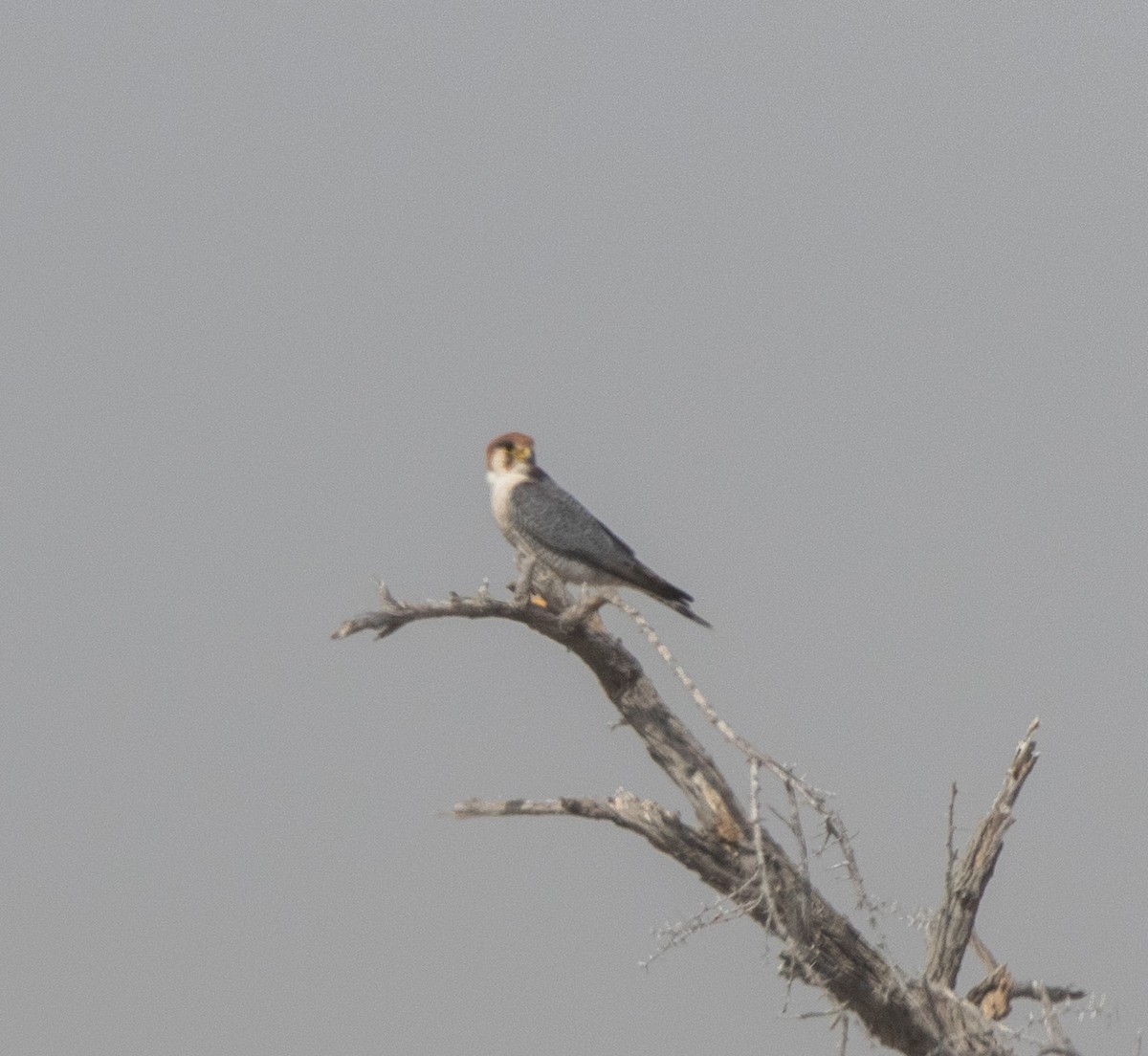 Red-necked Falcon - ML613674365