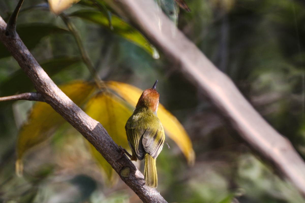 Dark-necked Tailorbird - Patnicha Tiyapiboonchaiya