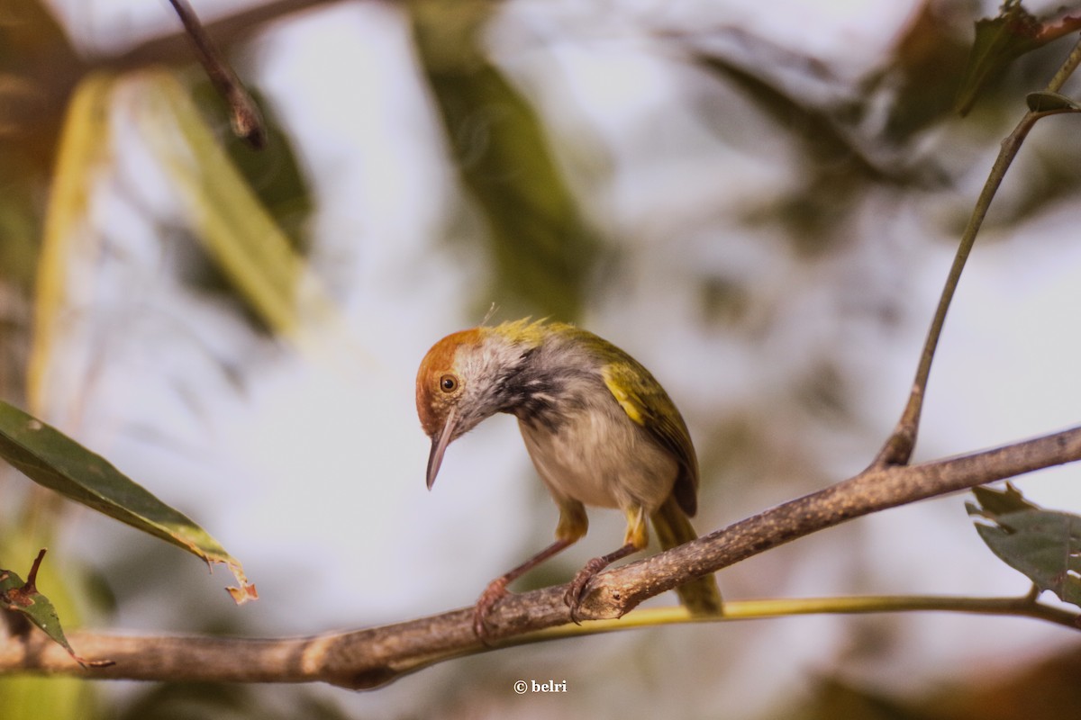 Dark-necked Tailorbird - Patnicha Tiyapiboonchaiya
