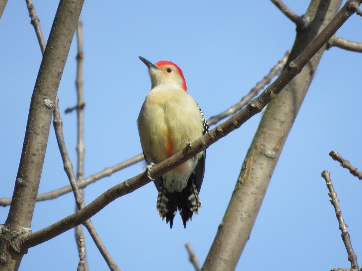 Red-bellied Woodpecker - ML613674470