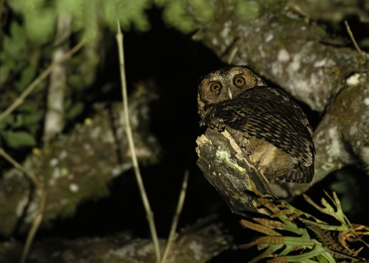 Long-tufted Screech-Owl - ML613674520