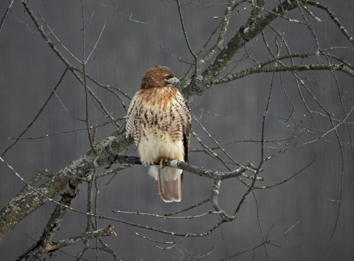 Red-tailed Hawk - ML613674562