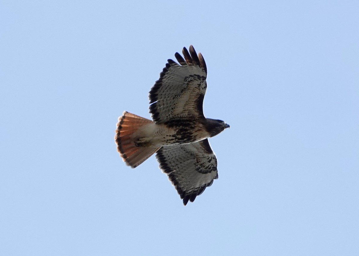 Red-tailed Hawk - Peter Fang/ Gloria Smith