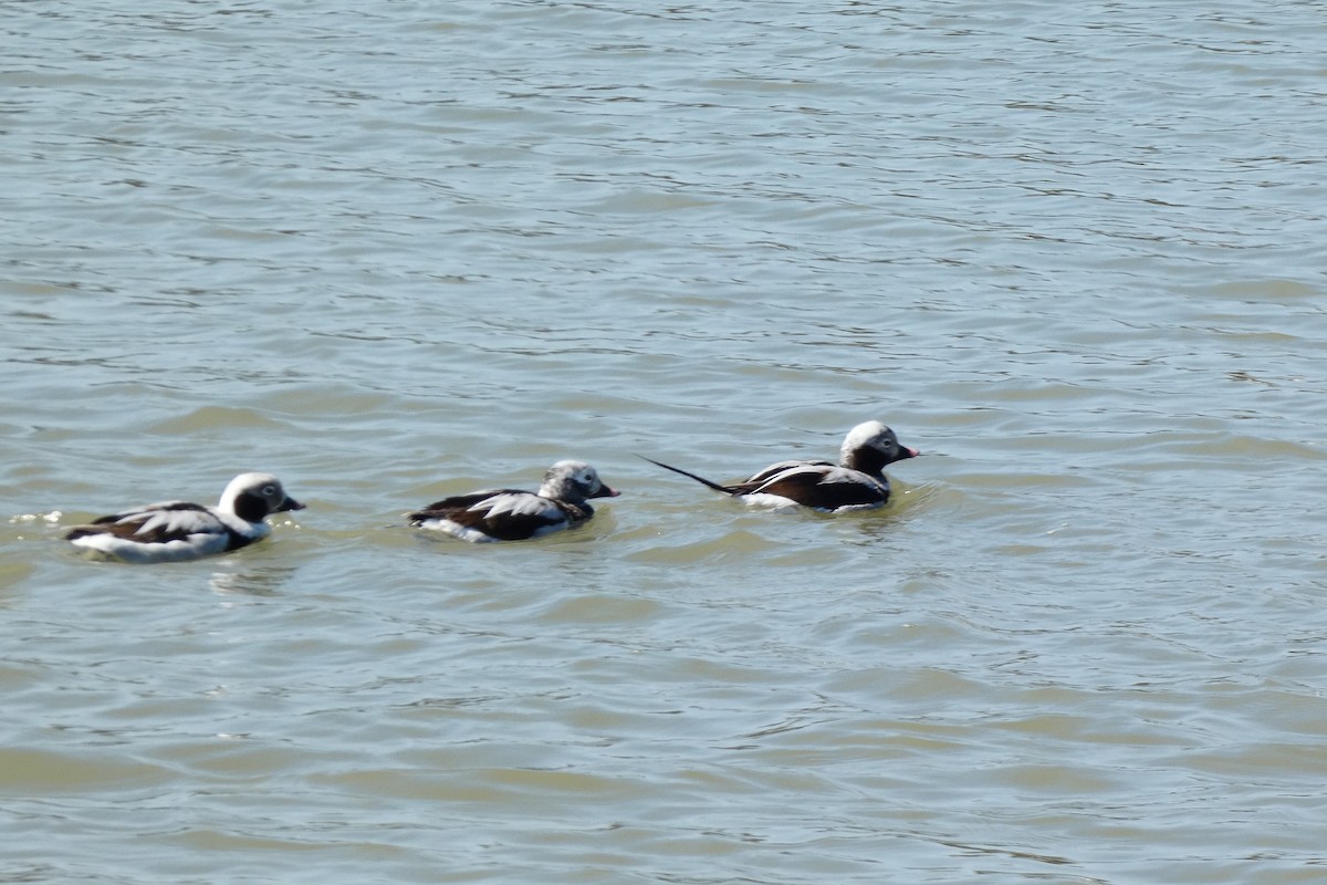 Long-tailed Duck - ML613674802
