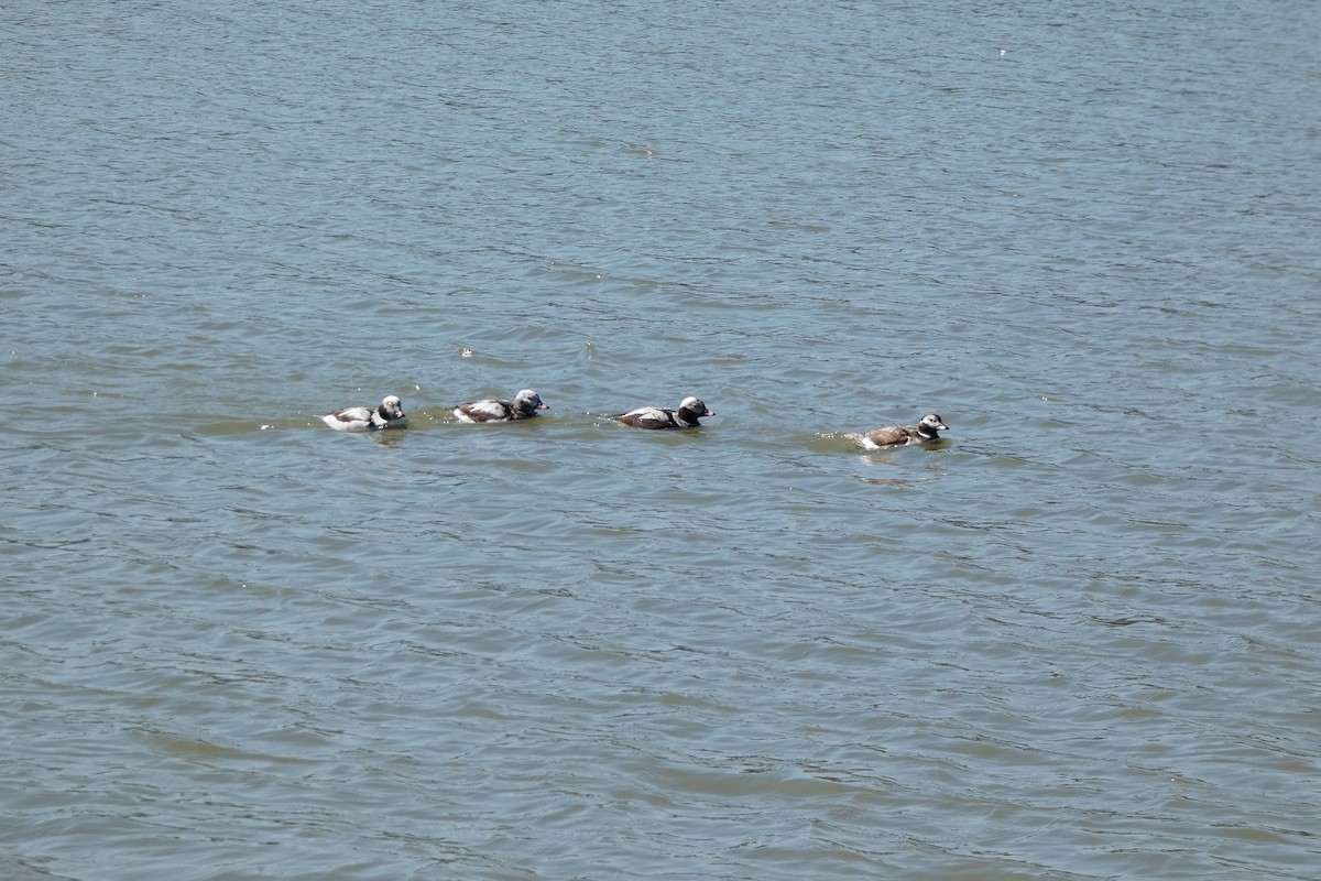 Long-tailed Duck - ML613674803
