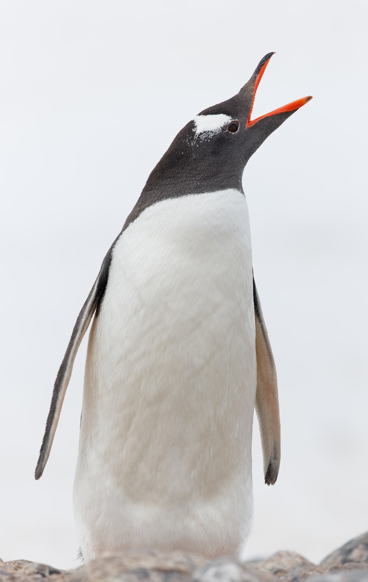 Gentoo Penguin - ML613674894