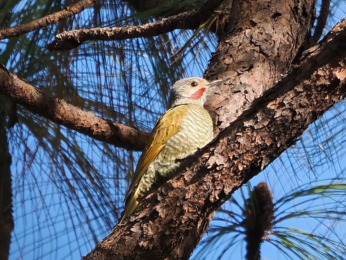 Gray-crowned Woodpecker - ML613675008
