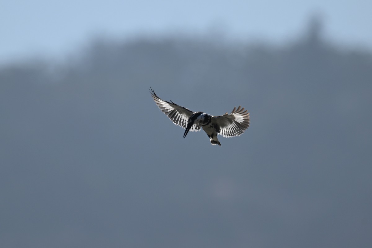 Pied Kingfisher - Ting-Wei (廷維) HUNG (洪)