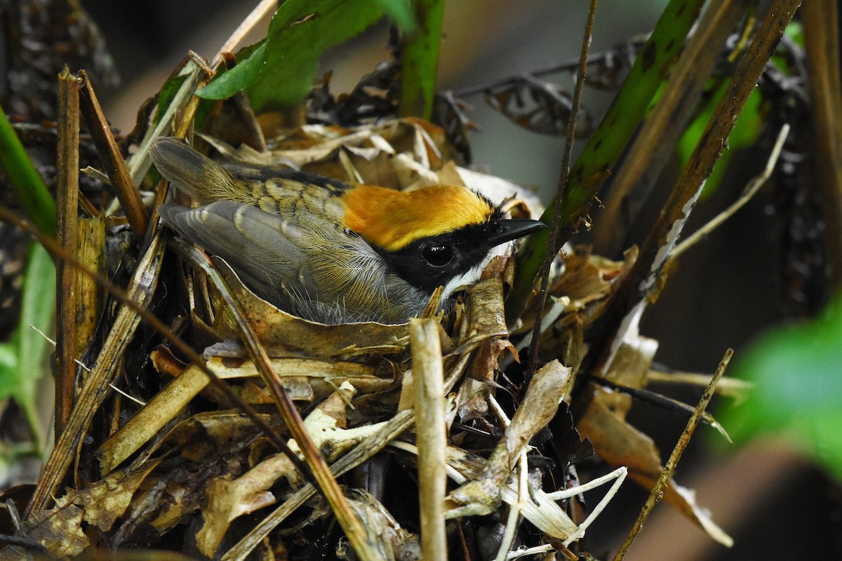 Black-cheeked Gnateater - Guilherme  Willrich
