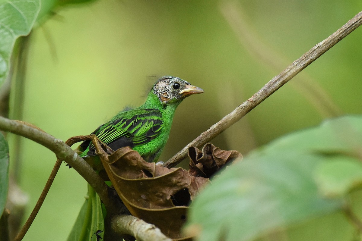 Red-necked Tanager - Guilherme  Willrich