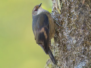  - Papuan Treecreeper