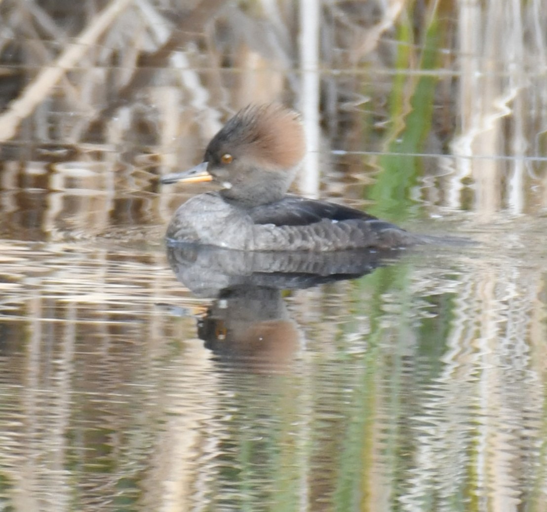 North Carolina Bird Atlas Checklist 15 Jan 2024 4791 Fish Factory