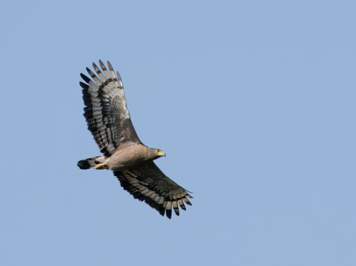 Crested Serpent-Eagle - ML613675754