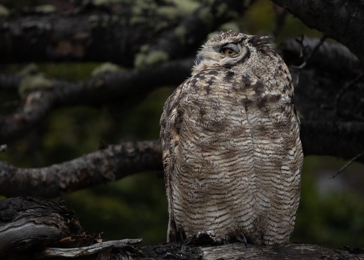 Lesser Horned Owl - ML613675775