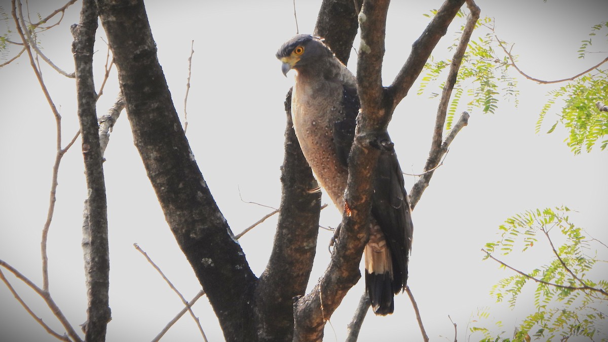 Crested Serpent-Eagle - ML613676024