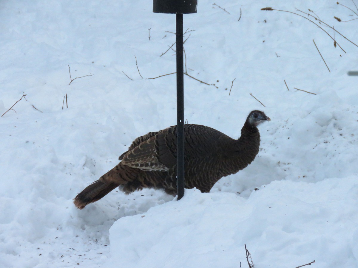 EBird Checklist 18 Jan 2024 W349S3970 Waterville Rd Dousman US WI   1200