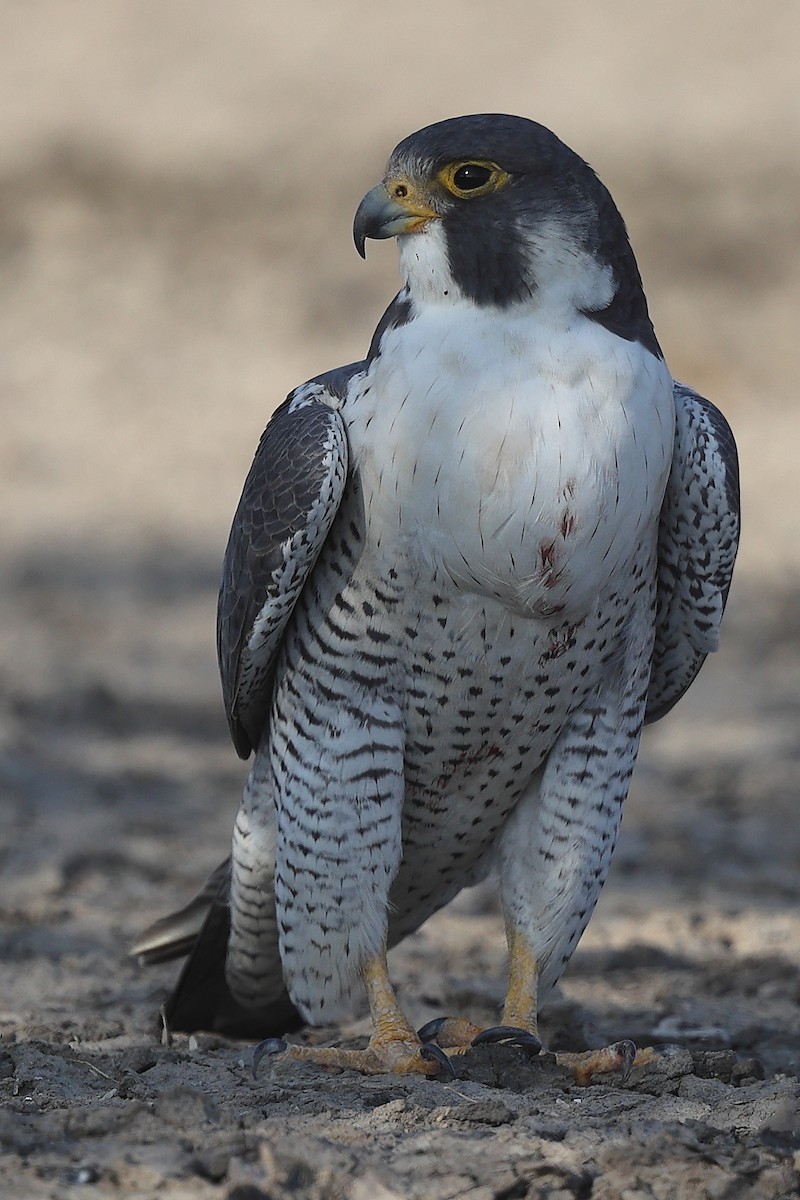 Peregrine Falcon (Tundra) - ML613676438