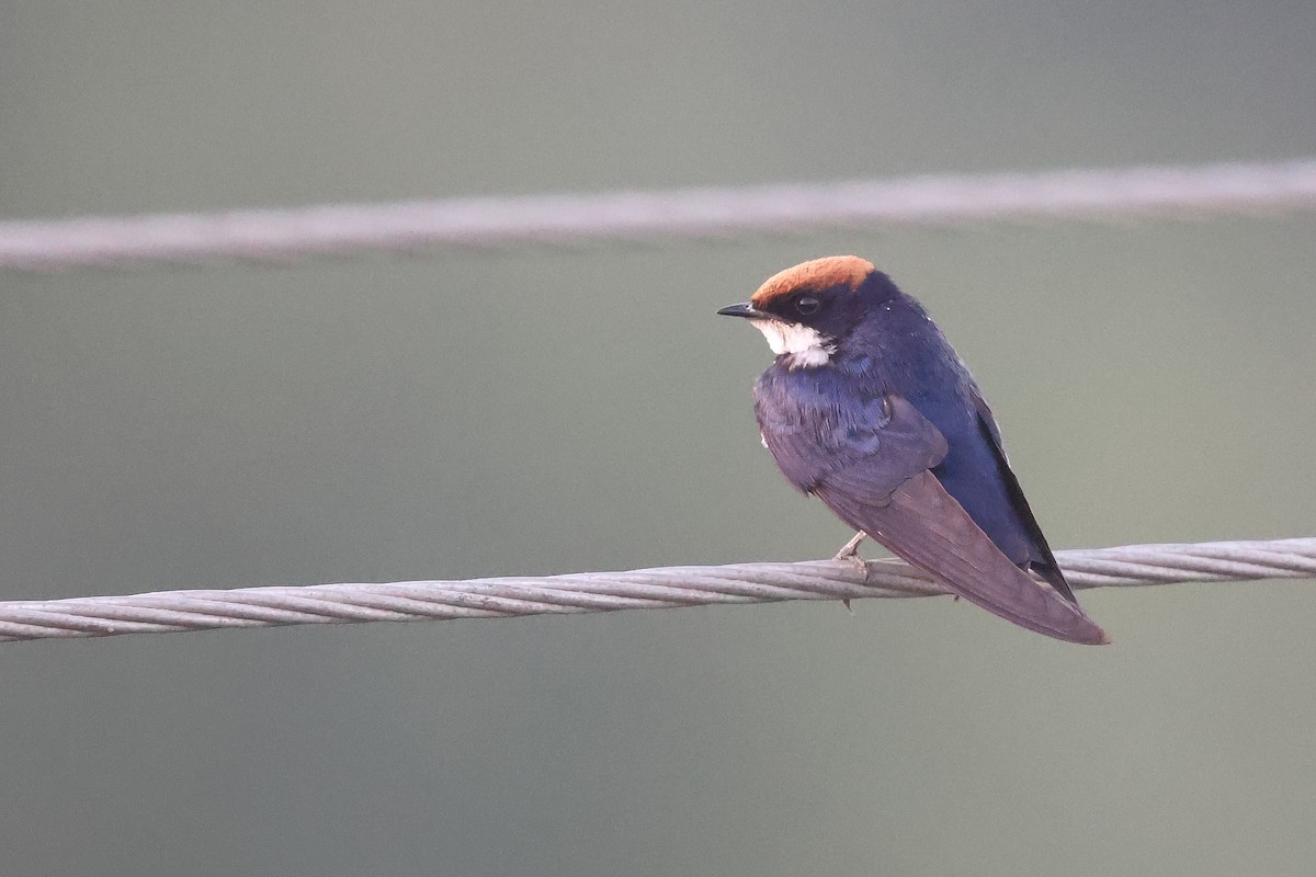 Wire-tailed Swallow - ML613676440