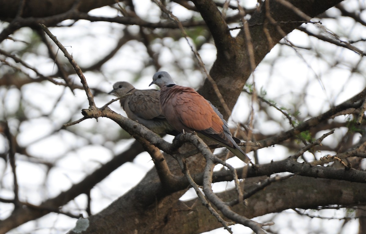 Red Collared-Dove - ML613676574