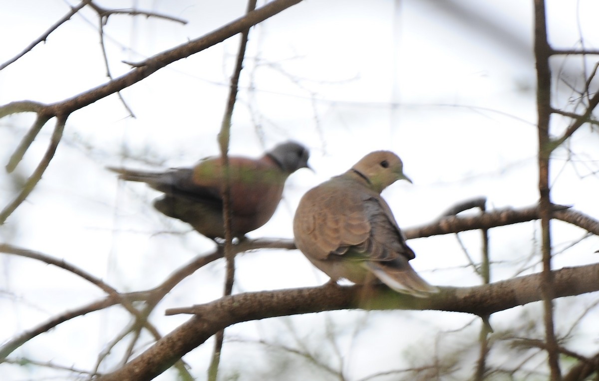Red Collared-Dove - ML613676576