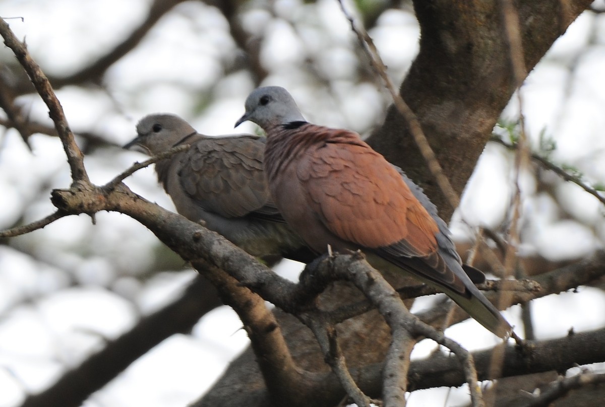 Red Collared-Dove - ML613676577