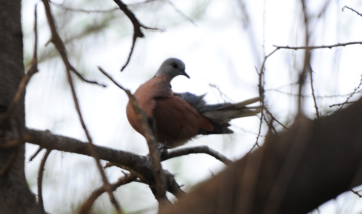 Red Collared-Dove - ML613676578