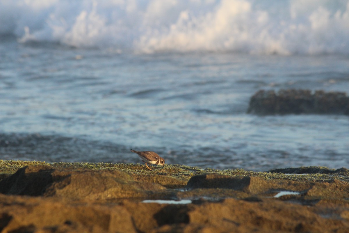 Semipalmated Plover - ML613676672