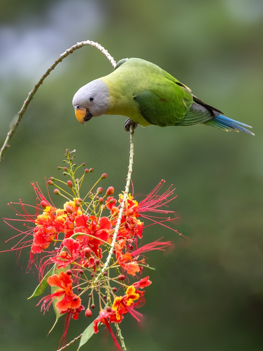 Blossom-headed Parakeet - ML613677032