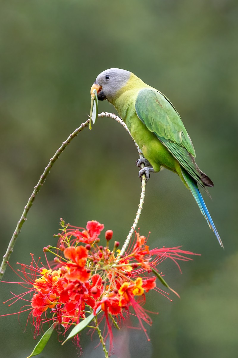 Blossom-headed Parakeet - ML613677034